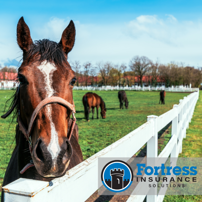 farm insurance a horse standing at a white wooden rail fence